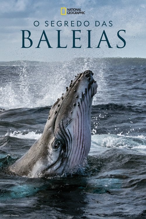 O Segredo das Baleias (2021)