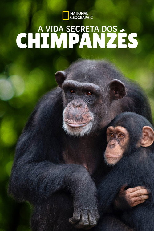 A Vida Secreta dos Chimpanzés (2020)