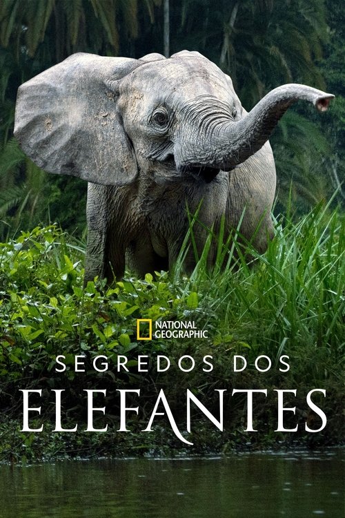 Segredos dos Elefantes (2023)