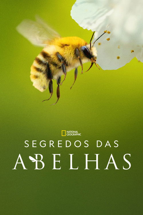 Segredos das Abelhas (2026)